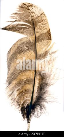 Feder einer eurasischen Uhu (Bubo bubo) auf weißem Hintergrund Stockfoto