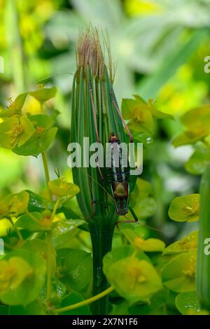 bush Cricket (Isophya sp) fotografiert in Israel im Frühjahr Stockfoto