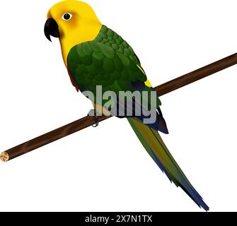 Papageientrickvektor-Illustration Stock Vektor
