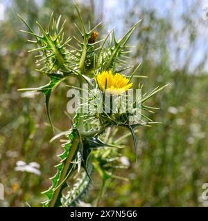 Die gefleckte Goldfistel Scolymus maculatus ist eine einjährige Stachelpflanze aus der Familie der Asteraceae, die im Mittelmeerraum in Südeuropa beheimatet ist Stockfoto