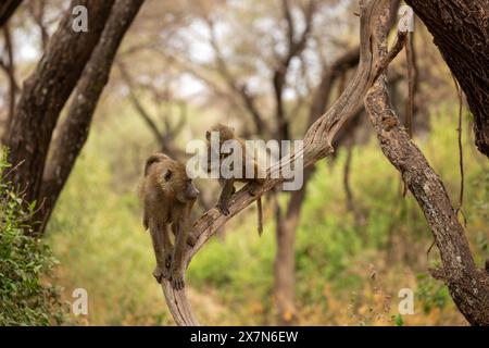 Olivenpaan (Papio anubis) Mutter mit ihrem Baby Stockfoto