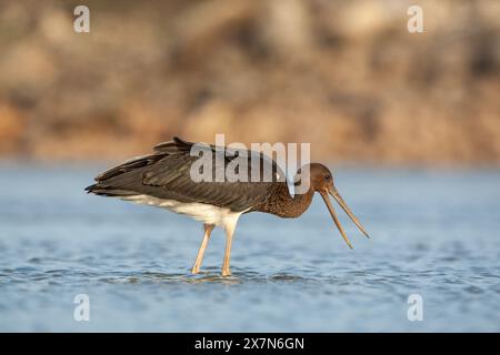 Schwarzstorch (Ciconia nigra), der in flachem Wasser nach Nahrung sucht, fotografiert in Israel Diese Wader bewohnt Feuchtgebiete, füttert Fische, kleine Tiere Stockfoto