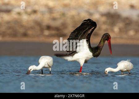 Schwarzstorch (Ciconia nigra), der in flachem Wasser nach Nahrung sucht, fotografiert in Israel Diese Wader bewohnt Feuchtgebiete, füttert Fische, kleine Tiere Stockfoto