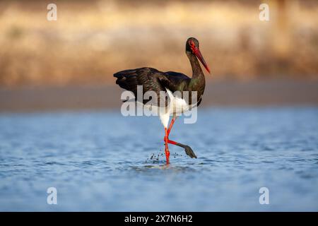 Schwarzstorch (Ciconia nigra), der in flachem Wasser nach Nahrung sucht, fotografiert in Israel Diese Wader bewohnt Feuchtgebiete, füttert Fische, kleine Tiere Stockfoto