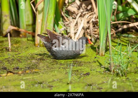 Die gewöhnliche Moorhe (Gallinula chloropus) schwimmt in einem Teich. Fotografiert in Israel Stockfoto