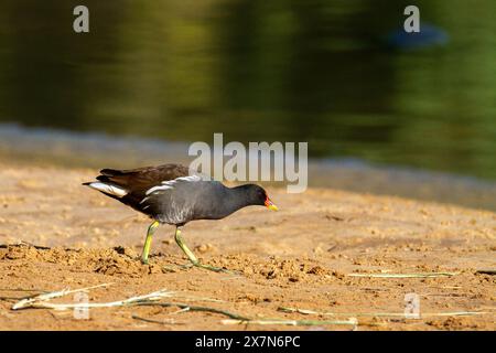 Die gewöhnliche Moorhe (Gallinula chloropus) schwimmt in einem Teich. Fotografiert in Israel Stockfoto