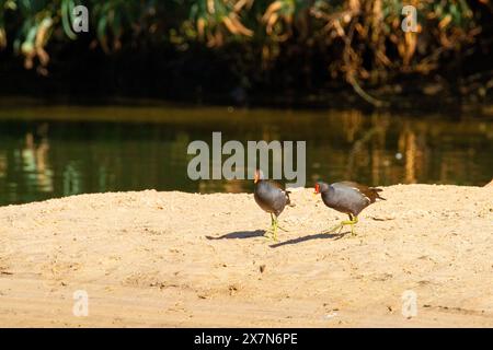 Die gewöhnliche Moorhe (Gallinula chloropus) schwimmt in einem Teich. Fotografiert in Israel Stockfoto