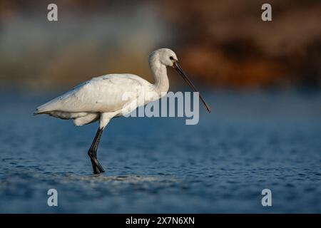 Eurasische Löffelschnabel (Platalea leucorodia) Fütterung. Fotografiert in Israel im November Stockfoto