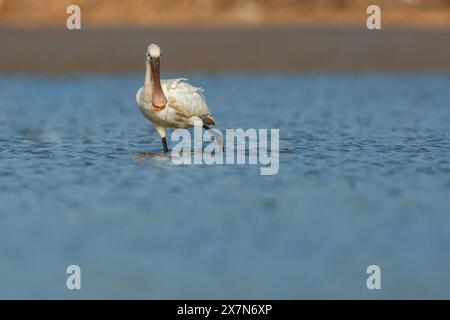 Eurasische Löffelschnabel (Platalea leucorodia) Fütterung. Fotografiert in Israel im November Stockfoto