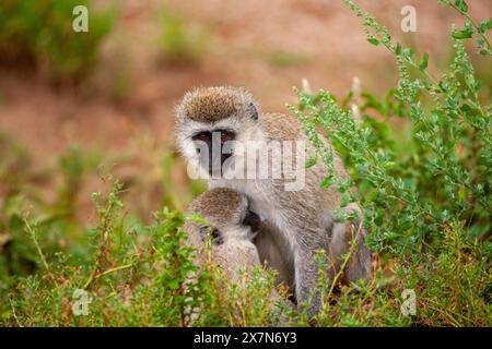 Wirbelaffen (Chlorocebus pygerythrus). Mutter und Kind diese Affen sind in Afrika heimisch. Sie kommen vor allem im südlichen Afrika vor Stockfoto