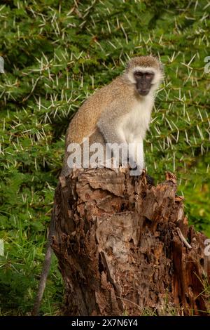 Wirbelaffen (Chlorocebus pygerythrus). Auf einem Felsen sitzen diese Affen in Afrika. Sie kommen vor allem im südlichen Afrika vor, wie wir Stockfoto