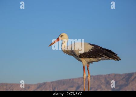 Eine Herde Weißstorch (Ciconia ciconia), die auf der Suche nach Nahrung am Boden ist. Der Weißstorch kommt in Teilen Europas und Südwestasiens vor und ist ein Stockfoto