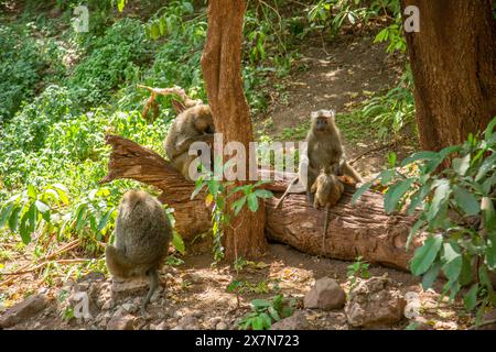 Olivenpaan (Papio anubis) Mutter mit ihrem Baby Stockfoto