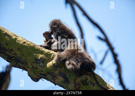 Olivenpaan (Papio anubis) Mutter mit ihrem Baby Stockfoto