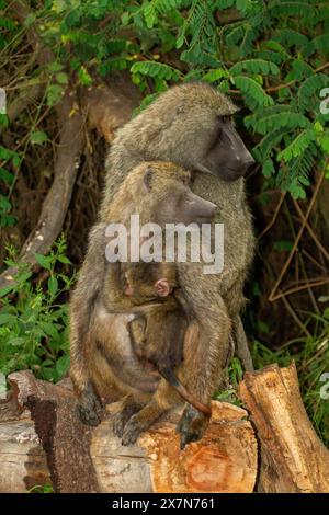 Olivenpaan (Papio anubis) Mutter mit ihrem Baby Stockfoto