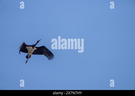 Schwarzstorch (Ciconia nigra) im Flug mit blauem Himmel Hintergrund in Israel fotografiert dieser Watvogel lebt in Feuchtgebieten und ernährt sich von Fischen und kleinen Tieren Stockfoto