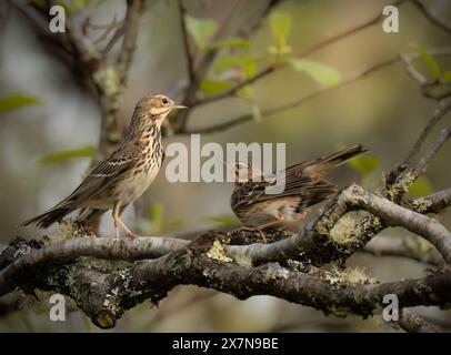 Männliche und weibliche Baumpipits (Anthus trivialis) mit Balzverhalten, Schottland Stockfoto