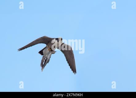 Ausgewachsener männlicher Wanderfalke (Falco peregrinus), der Beute in seinen Krallen trägt, Norfolk Stockfoto
