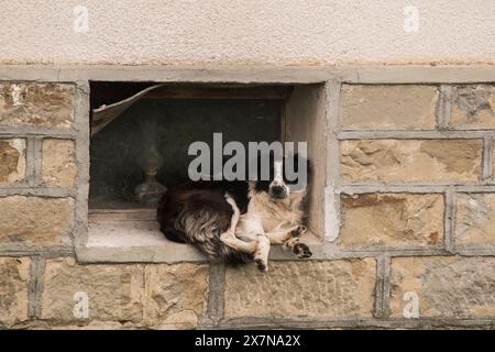 Dorfhund, der vor dem Fenster des Landhauses liegt Stockfoto