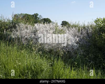 Ermine Motte Seidendecke, die einen großen Teil einer Hecke im ländlichen Wiltshire bedeckt Stockfoto