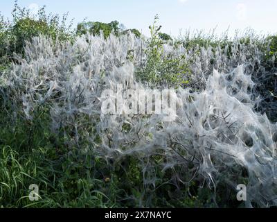 Ermine Motte Seidendecke, die einen großen Teil einer Hecke im ländlichen Wiltshire bedeckt Stockfoto