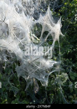 Ermine Motte Seidendecke, die einen großen Teil einer Hecke im ländlichen Wiltshire bedeckt Stockfoto