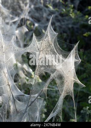 Ermine Motte Seidendecke, die einen großen Teil einer Hecke im ländlichen Wiltshire bedeckt Stockfoto