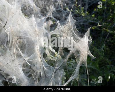 Ermine Motte Seidendecke, die einen großen Teil einer Hecke im ländlichen Wiltshire bedeckt Stockfoto