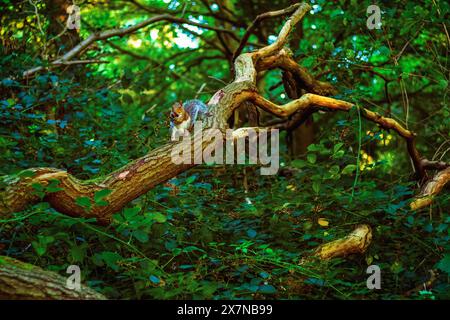 Ein Eichhörnchen isst brombeere an einem Ast in Hampstead Heath in London Stockfoto