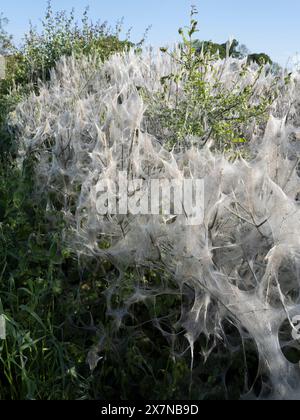 Ermine Motte Seidendecke, die einen großen Teil einer Hecke im ländlichen Wiltshire bedeckt Stockfoto