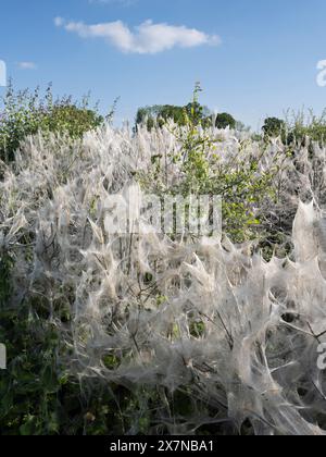 Ermine Motte Seidendecke, die einen großen Teil einer Hecke im ländlichen Wiltshire bedeckt Stockfoto