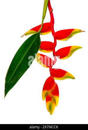 Nahaufnahme der roten und gelben Blume der tropischen Helikonia rostrata aka hängende Hummerkralle oder falscher Paradiesvogel isoliert auf weißem Hintergrund Stockfoto