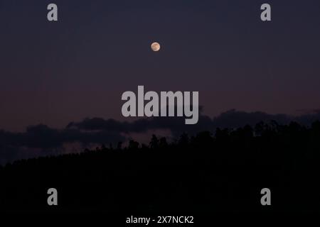 Ein Vollmond steigt nachts über einem dichten Wald auf Stockfoto