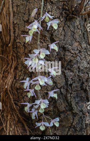 Nahaufnahme vertikale Ansicht von cremeweißen und lila rosa dendrobium aphyllum epiphytischen Orchideenarten Blumen, die draußen auf Baumrinde Hintergrund blühen Stockfoto