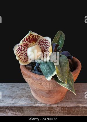 Nahaufnahme vertikale Ansicht der Damenschuh Orchidee paphiopedilum godefroyae var leucochilum mit cremiger weißer und roter Blume isoliert auf schwarzem Hintergrund Stockfoto