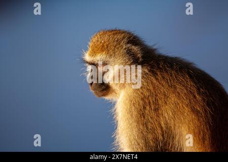 Porträt eines Vervet-Affen (Chlorocebus pygerythrus). Diese Affen sind in Afrika heimisch. Sie kommen vor allem im südlichen Afrika vor, ebenso wie in A Stockfoto
