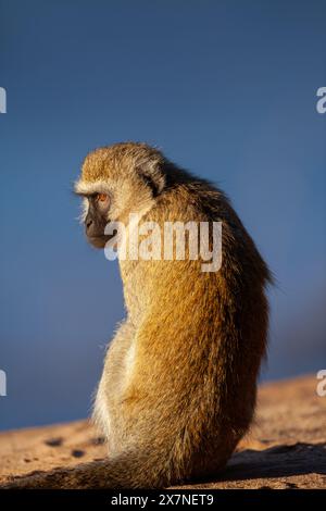 Porträt eines Vervet-Affen (Chlorocebus pygerythrus). Diese Affen sind in Afrika heimisch. Sie kommen vor allem im südlichen Afrika vor, ebenso wie in A Stockfoto