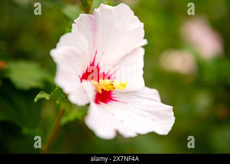 Schöne weiße Malvenblume auf den grünen Büschen... Hintergrund Stockfoto