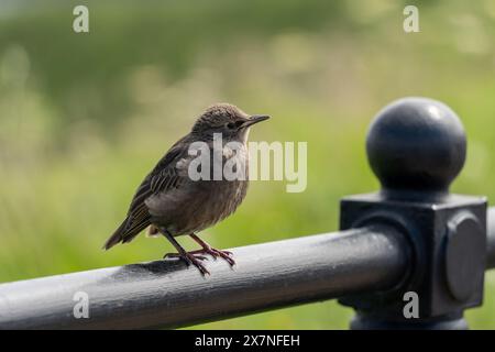 Junger gemeiner oder europäischer Star - Sturnus vulgaris, auf einem Geländer stehend, mit grünem Bokeh Hintergrund. Jungvogel. Stockfoto