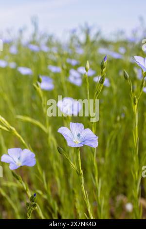 Wunderschöne blaue Flachsblüten. Flachsblüten. Selektiver Fokus, Nahaufnahme. Landwirtschaft, Flachsanbau. Feld vieler blühender Pflanzen (linum usitatissi Stockfoto
