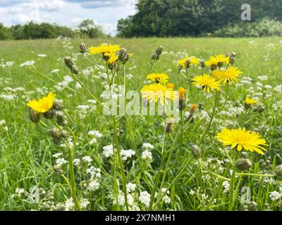 ROUGH HAWKSBEARD - Crepis biemis. Foto: Tony Gale Stockfoto