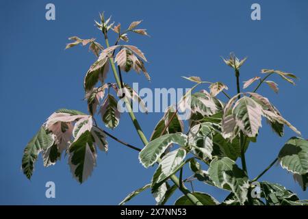 Boxelder Acer Negundo „Flamingo“ Ash-Leaf Ahornblätter Stockfoto