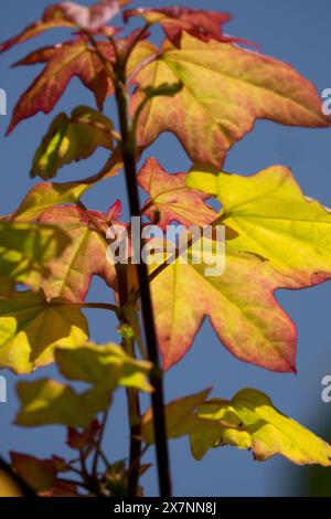 Freeman Maple Acer x Freemanii „Autumn Blaze“ Hybrid Red Maple im Mai Frühling Orange hinterlässt Farbe Stockfoto