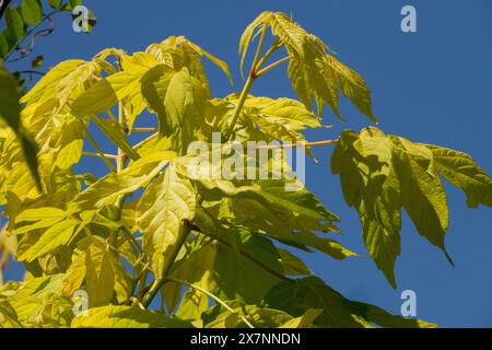 Boxelder Acer Negundo „Auratum“ Boxelder Ash-Leaf Ahorngelb Blätter Stockfoto