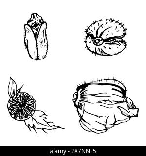 Vektorsatz von Elementen mit handgezeichneten Pfingstrosen Mohnschoten, Knospen. Isoliert auf weißem Hintergrund. Botanische Grafik. Entwerfen Sie Einladungen Stock Vektor