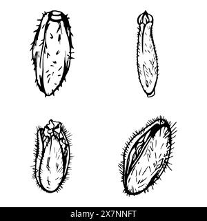 Vektorsatz von Elementen mit handgezeichneten Pfingstrosen Mohnschoten, Knospen. Isoliert auf weißem Hintergrund. Botanische Grafik. Entwerfen Sie Einladungen Stock Vektor