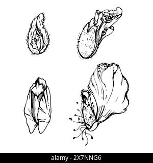 Vektorsatz von Elementen mit handgezeichneten Pfingstrosen Mohnschoten, Knospen. Isoliert auf weißem Hintergrund. Botanische Grafik. Entwerfen Sie Einladungen Stock Vektor