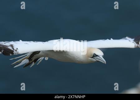 Ein wunderschöner Gannet (Morus bassanus), der über die Kolonie des Brutganets am Rand der Klippen fliegt. Stockfoto