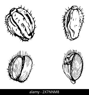 Vektorsatz von Elementen mit handgezeichneten Pfingstrosen Mohnschoten, Knospen. Isoliert auf weißem Hintergrund. Botanische Grafik. Entwerfen Sie Einladungen Stock Vektor