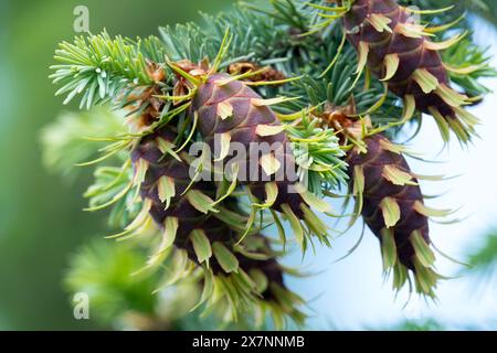 Junge weibliche Kegel Pseudotsuga menziesii Douglasie Stockfoto